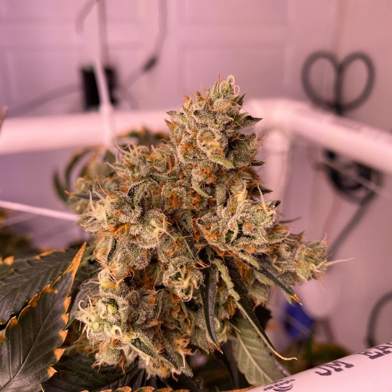 Nasiona marihuany Sugar Candy - opis odmiany konopi