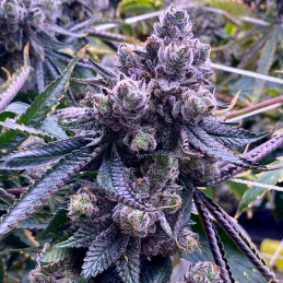 Nasiona marihuany automatyczne Sugar Black Rose Auto - opis odmiany konopi