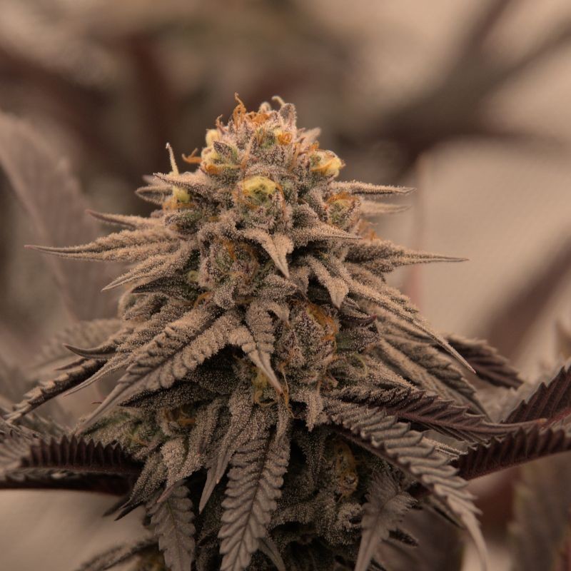 Nasiona marihuany Sugar Black Rose - opis odmiany konopi