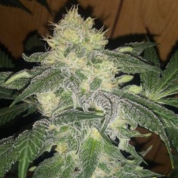 Nasiona marihuany Caramelo - odmiana konopi