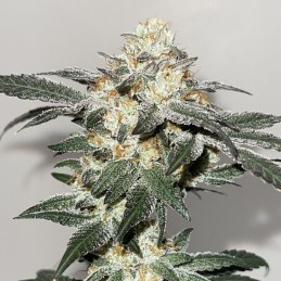 Nasiona marihuany Original Juan Herer - opis odmiany konopi
