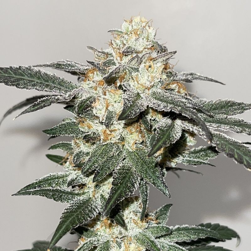 Nasiona marihuany Original Juan Herer - opis odmiany konopi