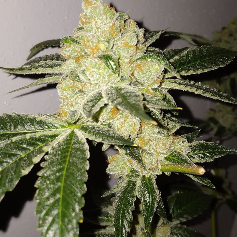 Medyczne nasiona marihuany CBD Jam - odmiana konopi