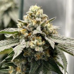 Nasiona marihuany Chocobang - odmiana konopi