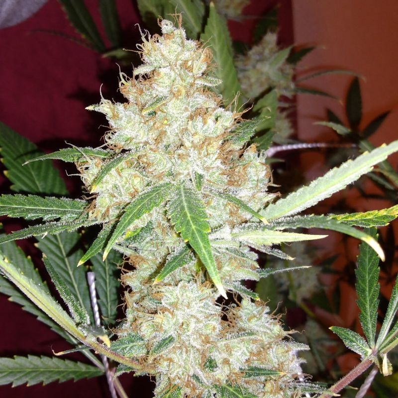 Nasiona marihuany Cotton Candy - odmiana konopi