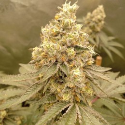 Nasiona marihuany automatyczne Northern Light Blue Auto - opis odmiany konopi