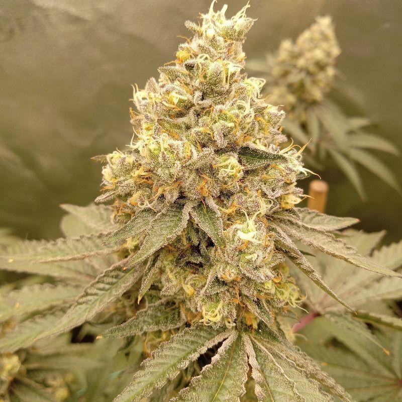 Nasiona marihuany automatyczne Northern Light Blue Auto - opis odmiany konopi
