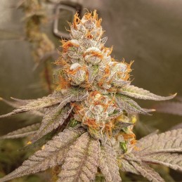 Nasiona marihuany Northern Light Blue - opis odmiany konopi