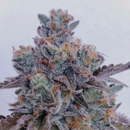 Nasiona marihuany Marmalate - opis odmiany konopi