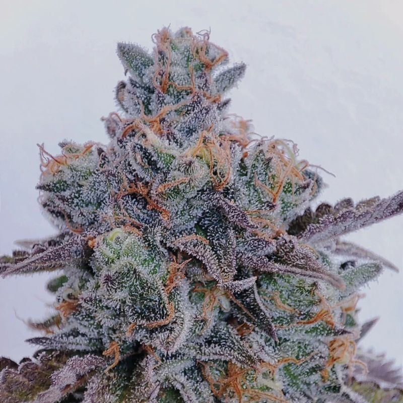 Nasiona marihuany Marmalate - opis odmiany konopi