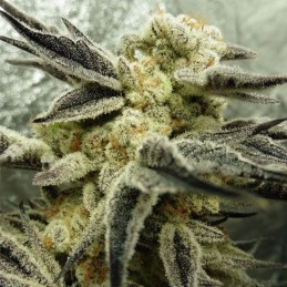 Nasiona marihuany Critical Jack Herer - odmiana konopi