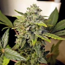 Nasiona marihuany automatyczne La Diva Auto - opis odmiany konopi