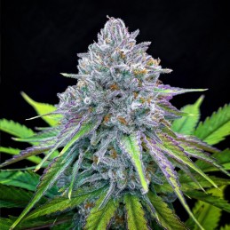 Nasiona marihuany automatyczne La Bella Afrodita Auto - opis odmiany konopi
