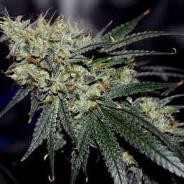 Nasiona marihuany Jägg Kush - opis odmiany konopi