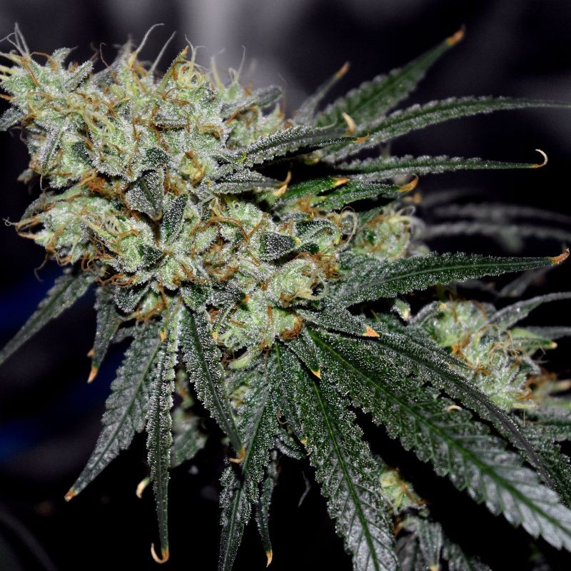 Nasiona marihuany Jägg Kush - opis odmiany konopi