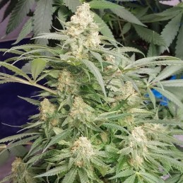 Nasiona marihuany Industrial Il Diavolo Auto - opis odmiany konopi