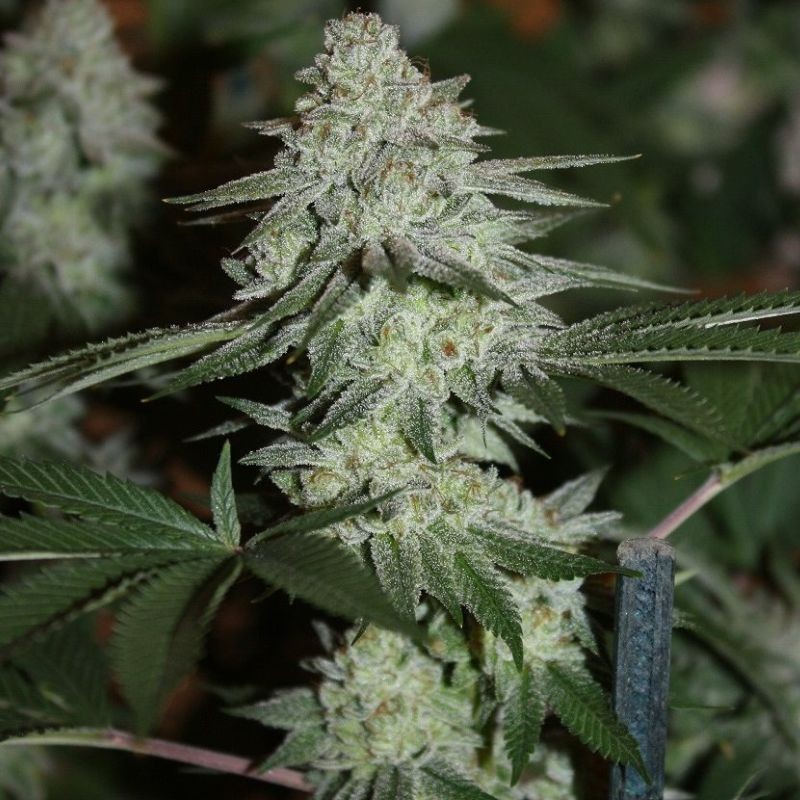 Nasiona marihuany Golosa - odmiana konopi