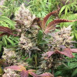 Nasiona marihuany Fruity Chronic Juice - odmiana konopi