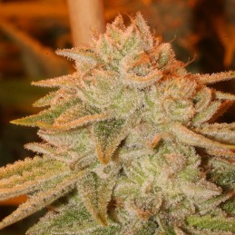 Nasiona marihuany Eleven Roses - odmiana konopi