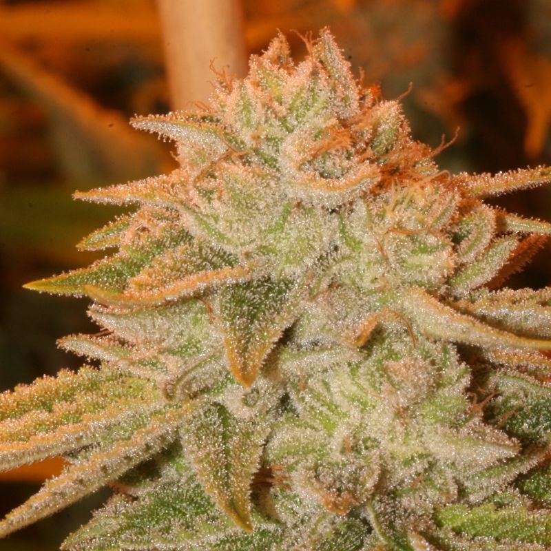 Nasiona marihuany Eleven Roses - odmiana konopi