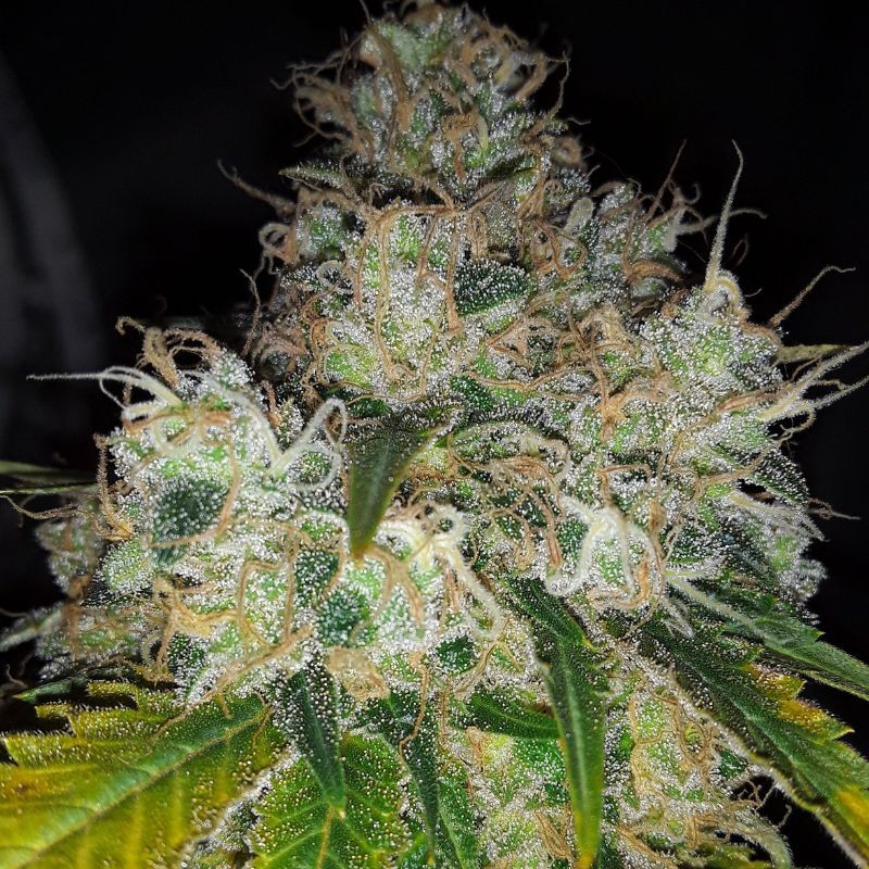 Nasiona marihuany automatyczne Delicious Candy Auto - odmiana konopi