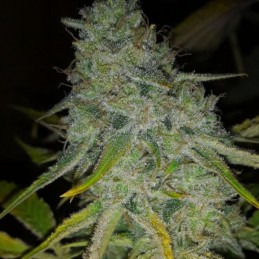 Nasiona marihuany medycznej Deep Mandarine CBD - odmiana konopi