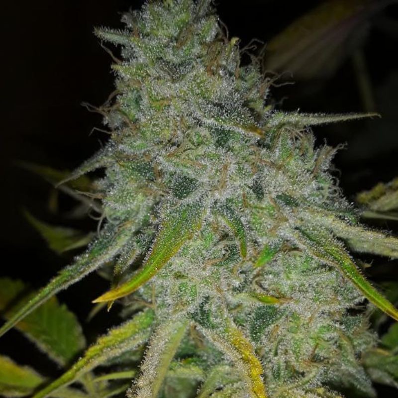 Nasiona marihuany medycznej Deep Mandarine CBD - odmiana konopi