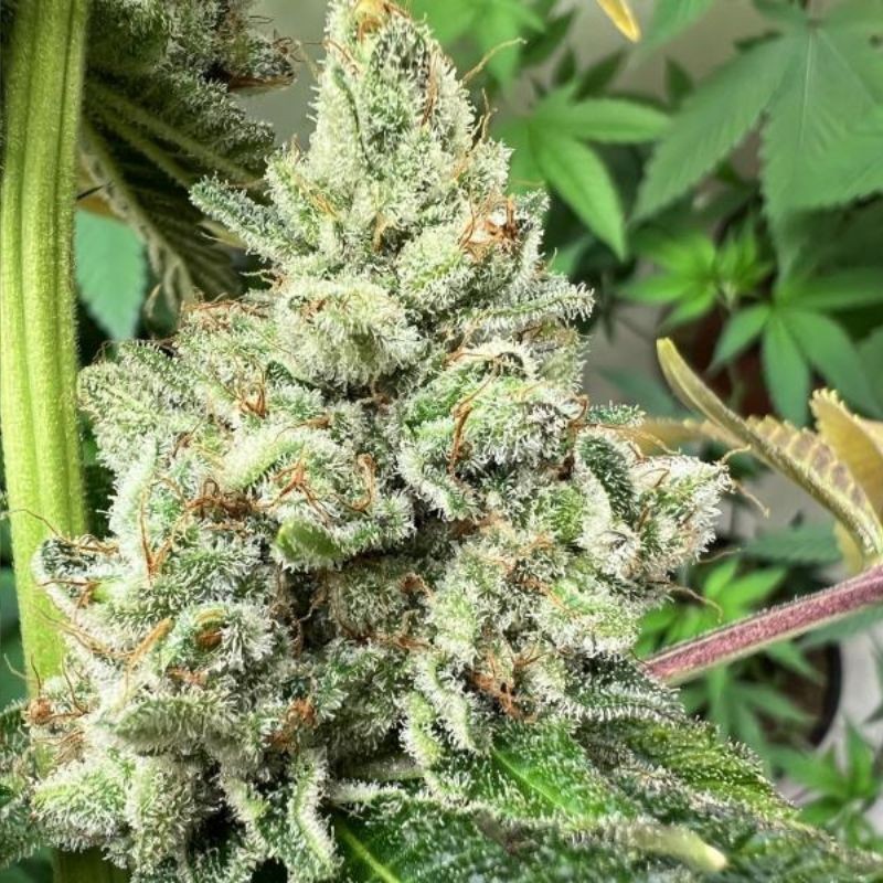 nasiona marihuany Wedding Cake x Triple OG - opis odmiany konopi