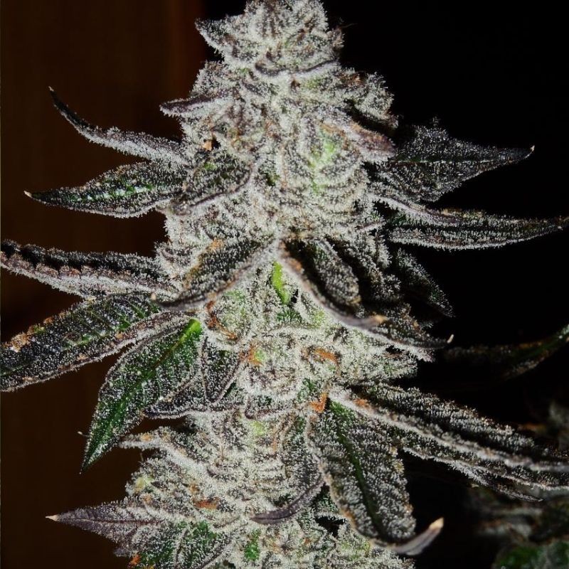 Nasiona marihuany automaty Vision Kush Auto - opis odmiany konopi