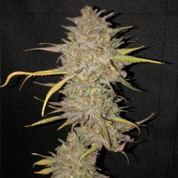 Nasiona marihuany Vision Kosher - opis odmiany konopi