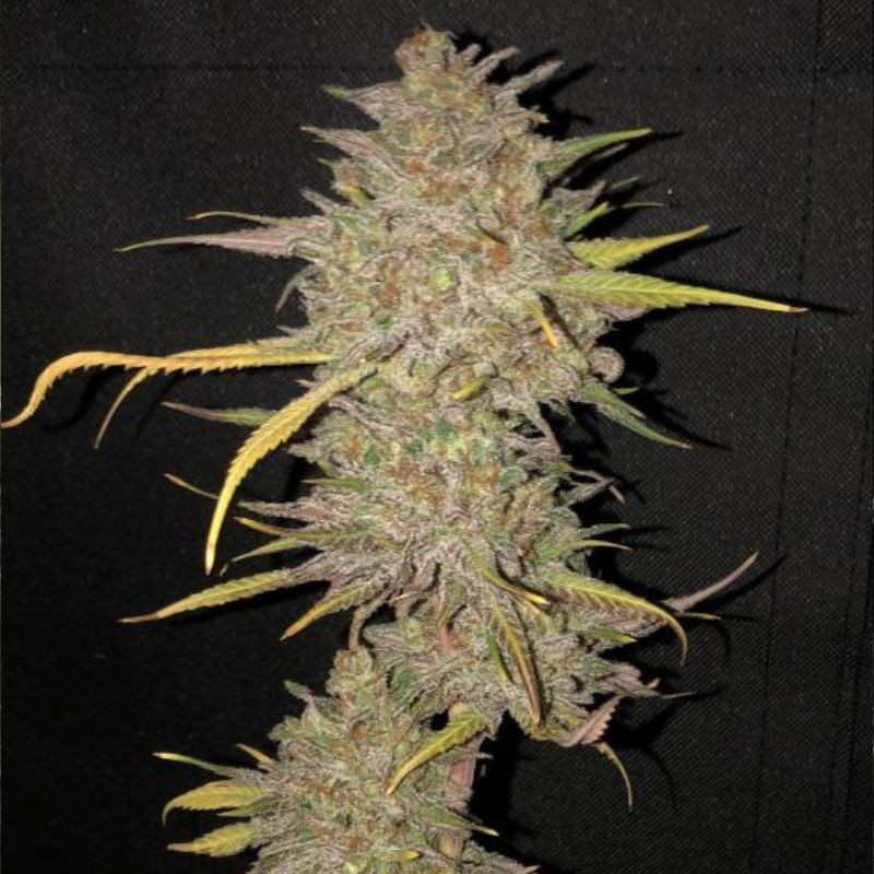Nasiona marihuany Vision Kosher - opis odmiany konopi