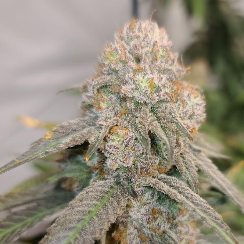 Nasiona marihuany AK-49 - odmiana konopi