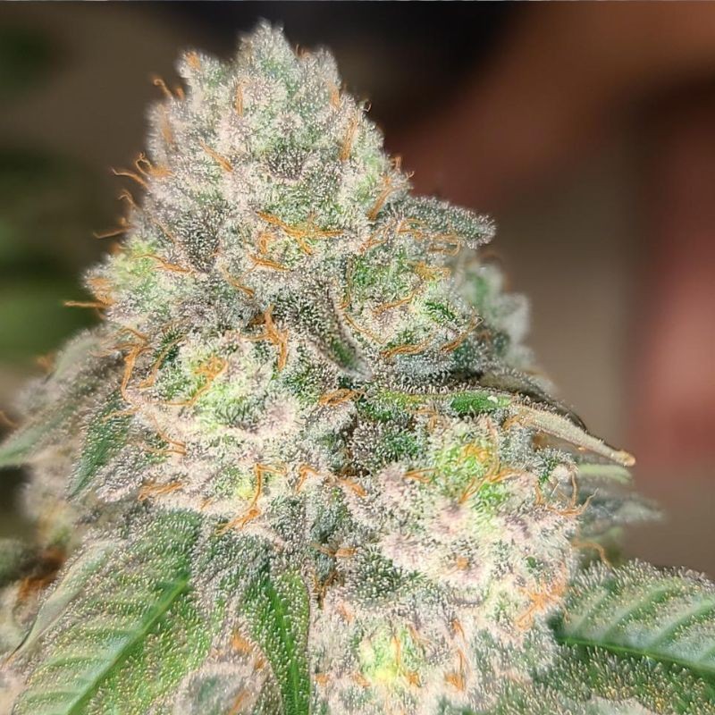 Nasiona marihuany automaty Vision Jack Auto - opis odmiany konopi