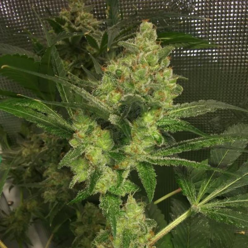 Nasiona marihuany AK-49 Auto - odmiana konopi