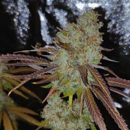 Nasiona marihuany automaty Vision Gorilla Auto - opis odmiany konopi