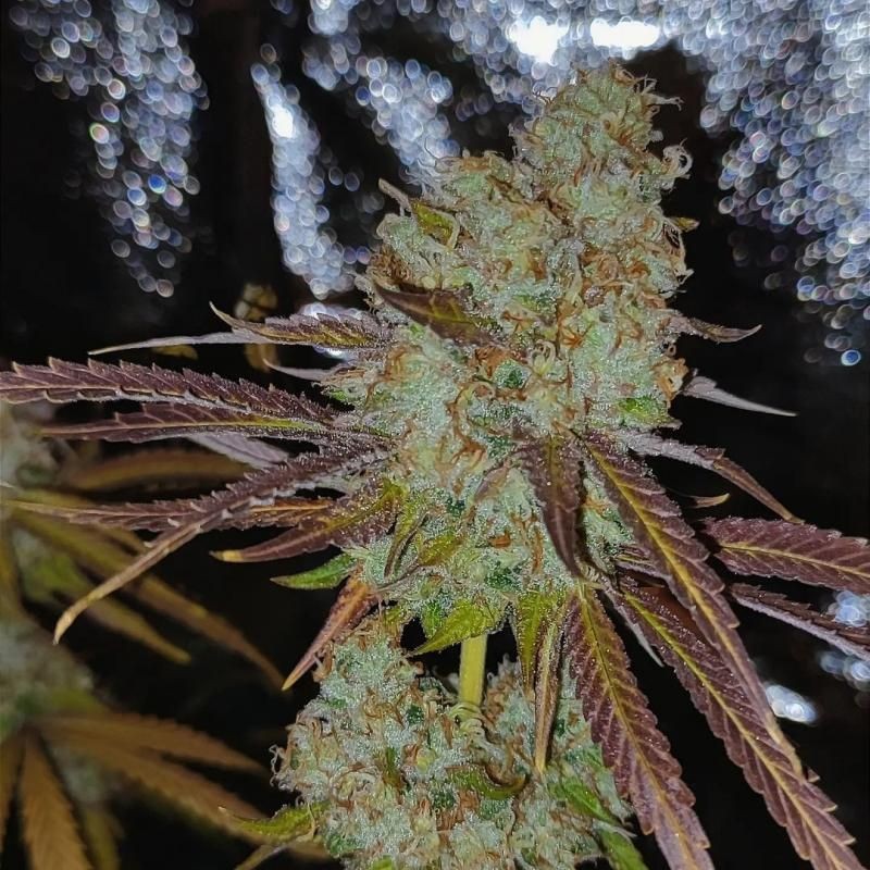 Nasiona marihuany automaty Vision Gorilla Auto - opis odmiany konopi
