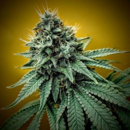 Nasiona marihuany automaty Vision Critical Auto - opis odmiany konopi