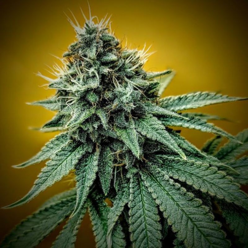Nasiona marihuany automaty Vision Critical Auto - opis odmiany konopi