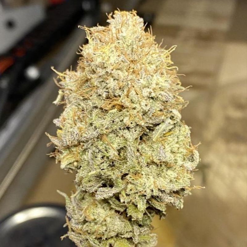Nasiona marihuany Vision Gorilla - opis odmiany konopi