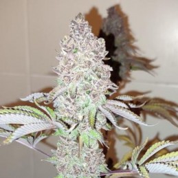 Nasiona marihuany automaty Vision Gelato Auto - opis odmiany konopi