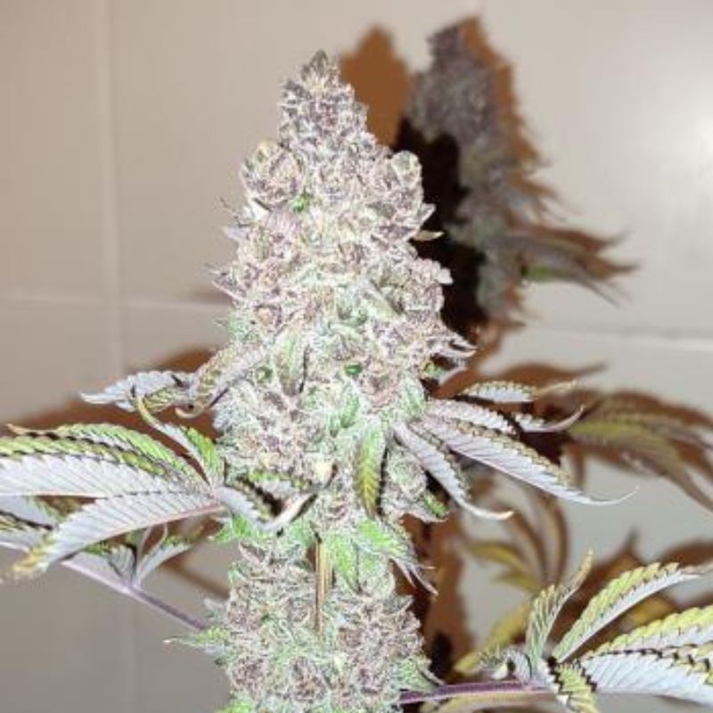 Nasiona marihuany automaty Vision Gelato Auto - opis odmiany konopi