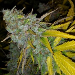 Nasiona marihuany Vision Cookies - opis odmiany konopi