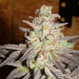 Nasiona marihuany automaty Vision Caramello Auto - opis odmiany konopi