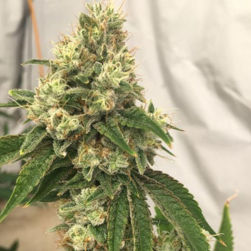 Nasiona marihuany Supreme Lemon - opis odmiany konopi