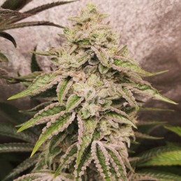 Nasiona marihuany Pure Gelato - opis odmiany konopi