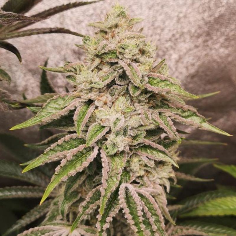 Nasiona marihuany Pure Gelato - opis odmiany konopi