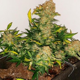 Nasiona marihuany NY Diesel - opis odmiany konopi