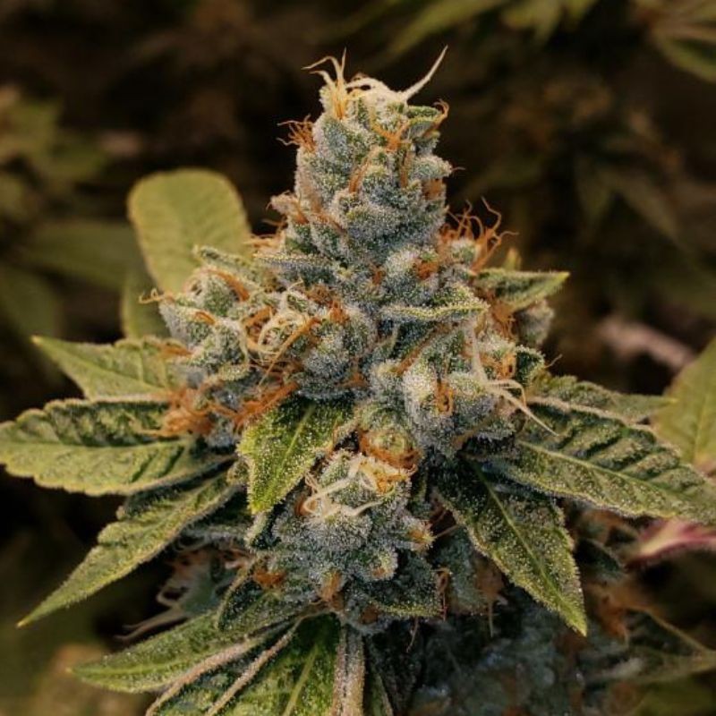 Nasiona marihuany Nicole x OG - opis odmiany konopi
