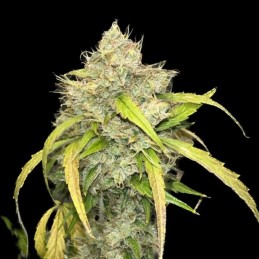 Nasiona marihuany Mighty Mango Bud - opis odmiany konopi