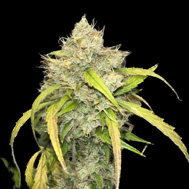 Nasiona marihuany Mighty Mango Bud - opis odmiany konopi